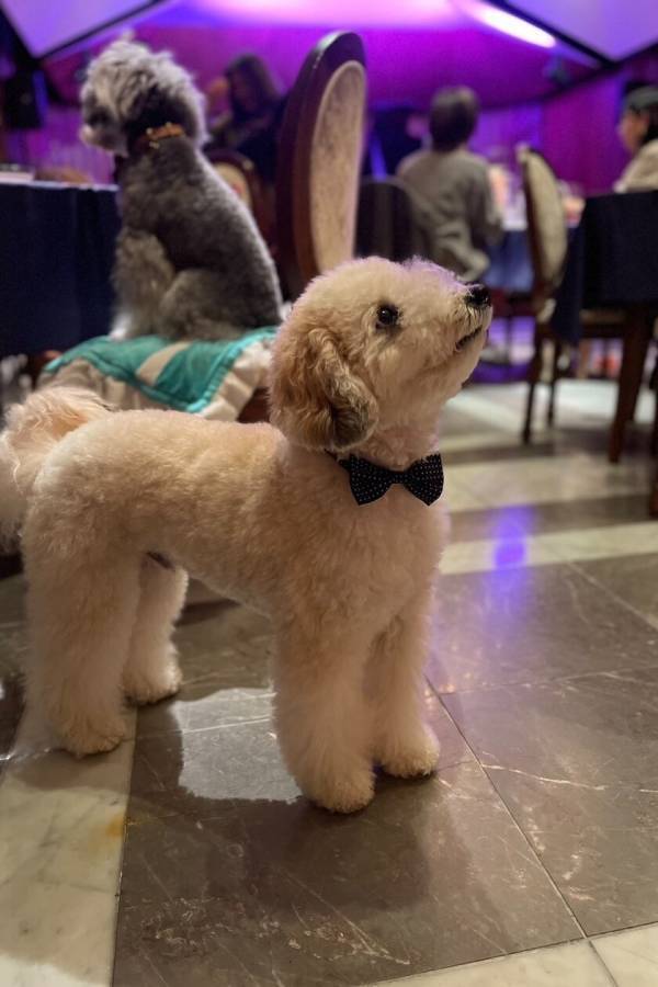 愛犬と楽しむ音楽イベント「わんわんサウンドシエスタVol.1」東京・麻布のコンサートホール『霞町音楽堂』で3月22日に開催！