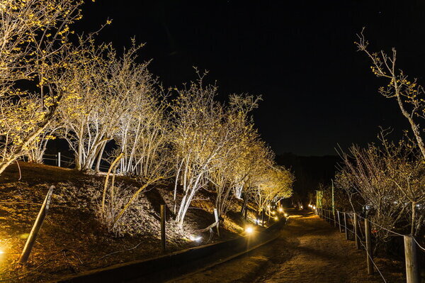 冬の輝きがここに！ 関東屈指ロウバイの名所長瀞宝登山臘梅園、見頃シーズン到来！1月中旬～2月下旬の見頃時期に合わせて幻想的ライトアップやハイキングなどを開催