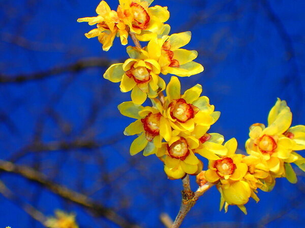 冬の輝きがここに！ 関東屈指ロウバイの名所長瀞宝登山臘梅園、見頃シーズン到来！1月中旬～2月下旬の見頃時期に合わせて幻想的ライトアップやハイキングなどを開催
