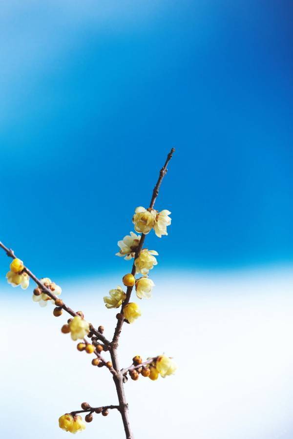 冬の輝きがここに！ 関東屈指ロウバイの名所長瀞宝登山臘梅園、見頃シーズン到来！1月中旬～2月下旬の見頃時期に合わせて幻想的ライトアップやハイキングなどを開催