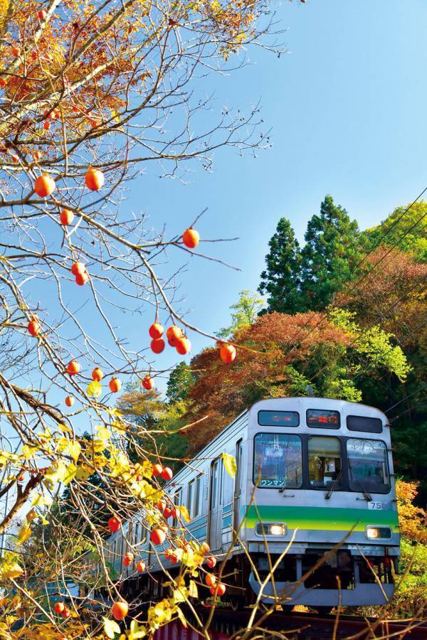 冬の輝きがここに！ 関東屈指ロウバイの名所長瀞宝登山臘梅園、見頃シーズン到来！1月中旬～2月下旬の見頃時期に合わせて幻想的ライトアップやハイキングなどを開催