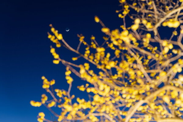 冬の輝きがここに！ 関東屈指ロウバイの名所長瀞宝登山臘梅園、見頃シーズン到来！1月中旬～2月下旬の見頃時期に合わせて幻想的ライトアップやハイキングなどを開催