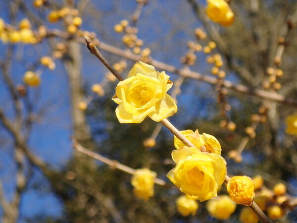 冬の輝きがここに！ 関東屈指ロウバイの名所長瀞宝登山臘梅園、見頃シーズン到来！1月中旬～2月下旬の見頃時期に合わせて幻想的ライトアップやハイキングなどを開催