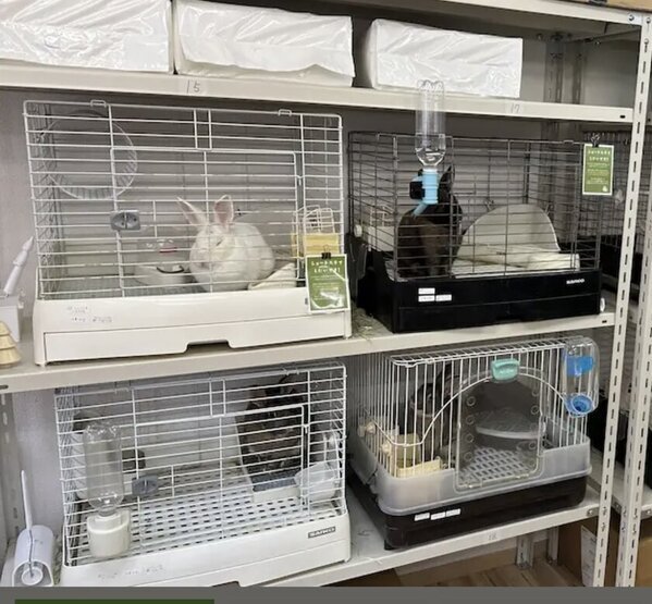 行き場を失ったうさぎたちを保護するために「学校うさぎさん100匹プロジェクト」開始！