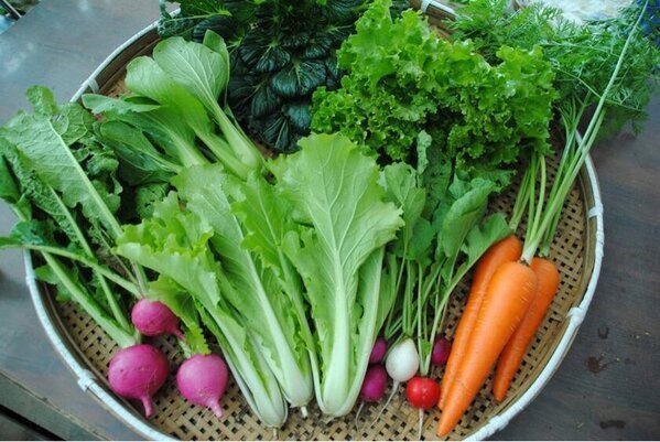 [栃木県市貝町] 食に関わる多くの人が集える有機農園を作りたい！2025年4月より新規就農予定の農園がクラファンを実施