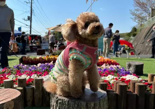 川崎・横浜のペット専用霊園・平和会ペットメモリアルパークが「ペット健康祈願」を4月6日(日)に開催