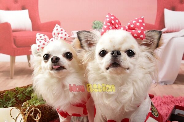 川崎・横浜のペット専用霊園・平和会ペットメモリアルパークが「ペット健康祈願」を4月6日(日)に開催