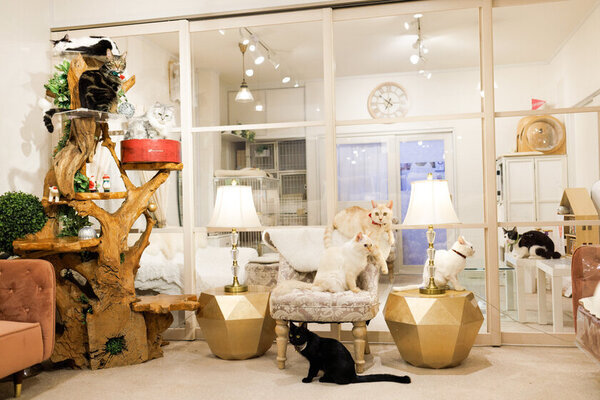 保護猫が当たり前になる社会をめざして　CATLIVINGが保護猫活動支援のクラウドファンディングを開始