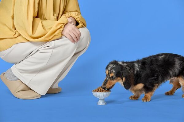 ドッグフードを食べない愛犬にお悩みの方へプレミアムナチュラルドッグフード・パウレ(Pawle)3月24日(月)より販売を開始