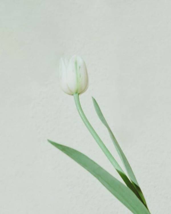 新宿 北村写真機店で増田 彩来氏をはじめとした若い世代の写真家が創る写真展「フィルムの世界、4人の視点」＜期間：2月5日(水)～3月12日(水)＞