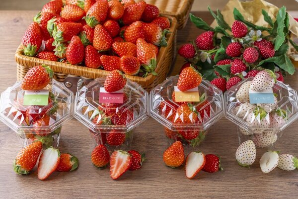 【いちご専門店 いちごBonBonBERRY】今が旬の静岡いちごを味わい尽くすいちごの祭典！いちごいっぱいの収穫祭を2月8日(土)から開催！