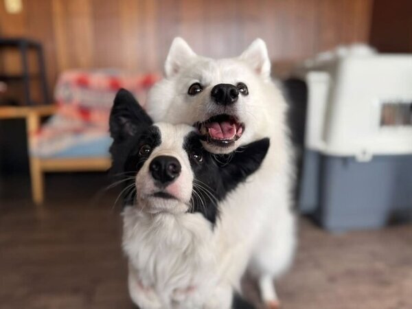 東武ワールドスクウェアで「犬国記念日」を2月11日に開催！わんちゃんイベント盛りだくさんの一日