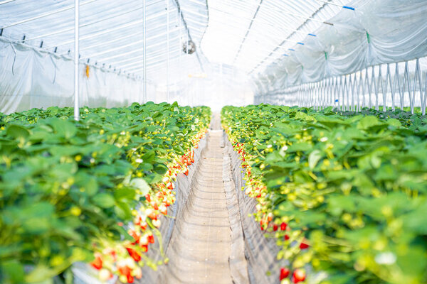 ひたちなかの大型観光いちご農園がその場で食べられるいちご大福自作セットの提供開始　平日予約特典やフォトコンテストも実施！