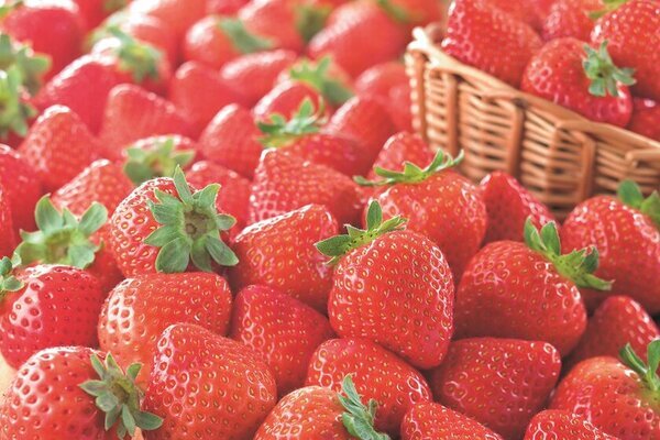 今が旬の“いちご”が吉祥寺に大集合！人気店が登場！『いちごマルシェ2025inコピス吉祥寺』2025年2月21日(金)～2月24日(月・祝)