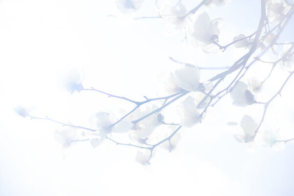 ひきこもりや弱った人に寄り添う写真作家「Fumi Akao」の挑戦！パリ・ルーヴル地下でのアートフェア初出展に向け活動を拡大するためのプロジェクトを5月22日まで実施！