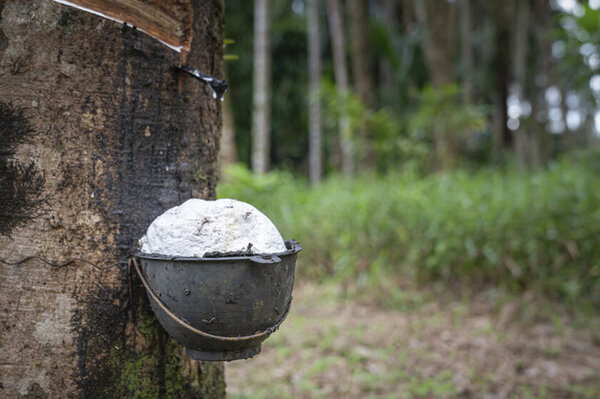 ウェットスーツ素材を専門に開発販売する株式会社トータス　ウェットスーツ用素材のGX化に挑戦