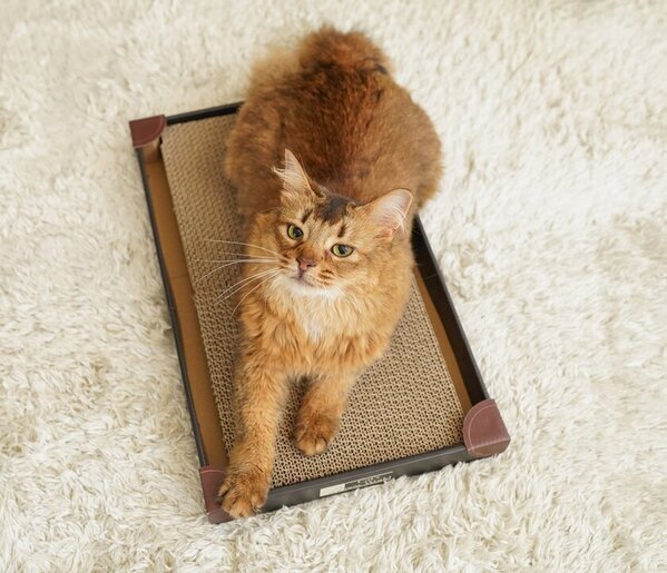 画期的な視点の猫の爪とぎ「くるとぎスクエア」　保護猫・地域猫活動団体・支援メディア等に無償提供を開始