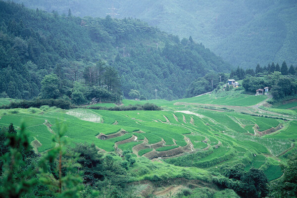 『遠州織物×久留女木の棚田プロジェクト』による久留女木の棚田で栽培した“綿花”が初の製品となって登場　3月6日よりシャツ・ブラウス・スカート全9種を販売開始！