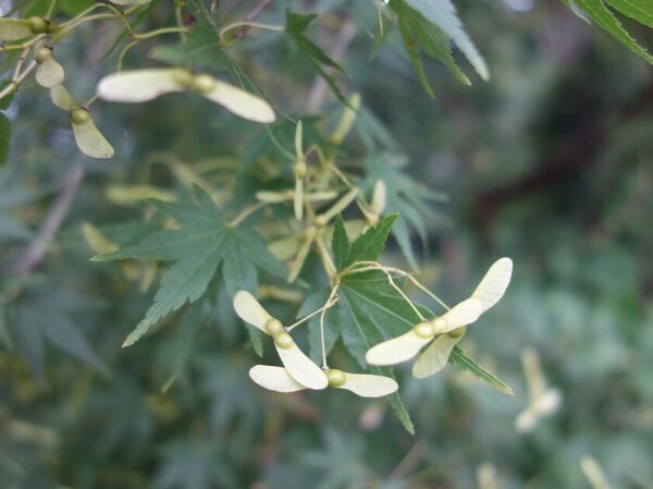 「花の宴 梅まつり2025」滋賀県最大級の梅見スポット！開苑40周年を迎える寿長生の郷で2月22日より開催