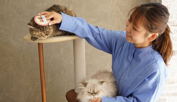 2月22日“猫の日”限定キャンペーンを実施！「にゃんともあまえんぼうブラシ」320円クーポン配布