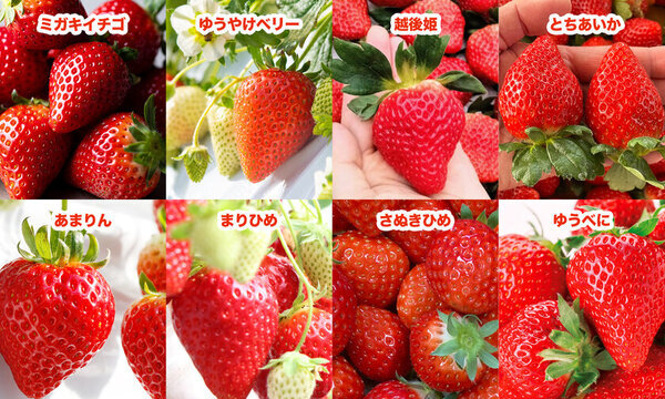 192人限定！“全国8種のいちごを食べ比べ”を楽しめるイベントが2/20(木)Yokohama Strawberry Festivalで開催決定！