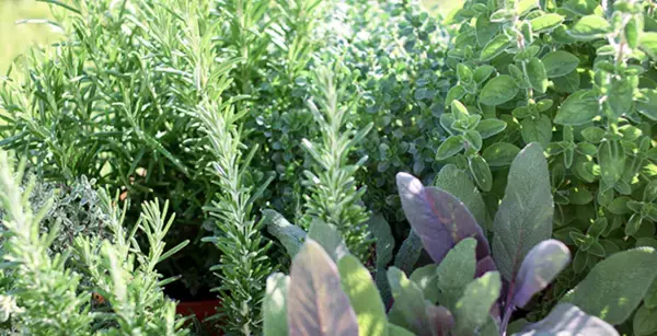 本物志向のボディケア！肌の潤い＆ハーブの香りで心も癒す多機能ボディミルク「ハーバル ボディミルク」新登場