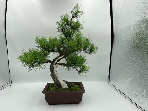 日本の職人が一から制作する本格的工芸盆栽A-BONSAI(R)シリーズに2種の新商品が登場！「JinShari」・「Moyogi Light」を3月1日より販売開始