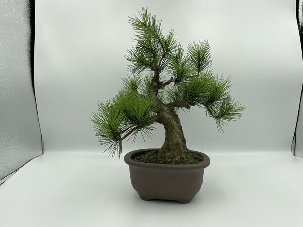 日本の職人が一から制作する本格的工芸盆栽A-BONSAI(R)シリーズに2種の新商品が登場！「JinShari」・「Moyogi Light」を3月1日より販売開始