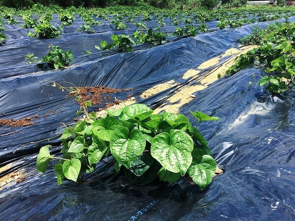 沖縄在来山芋“クーガ芋(琉球ヤムイモ)”の粘膜免疫賦活化研究で特許を出願　～インフルエンザ＆花粉の季節に新たな期待～