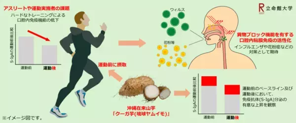 沖縄在来山芋“クーガ芋(琉球ヤムイモ)”の粘膜免疫賦活化研究で特許を出願　～インフルエンザ＆花粉の季節に新たな期待～
