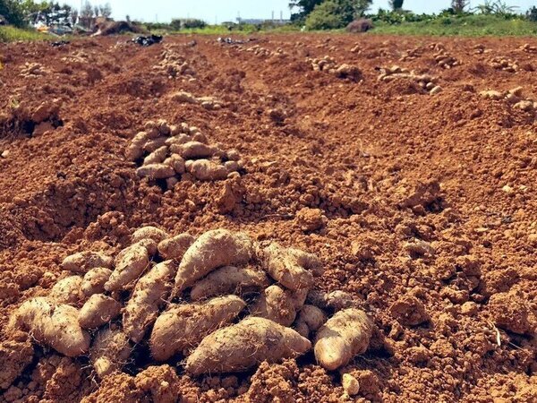 沖縄在来山芋“クーガ芋(琉球ヤムイモ)”の粘膜免疫賦活化研究で特許を出願　～インフルエンザ＆花粉の季節に新たな期待～