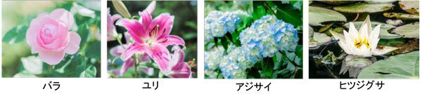 ROKKO森の音ミュージアムミュージアム＆ガーデン年間イベントスケジュール発表