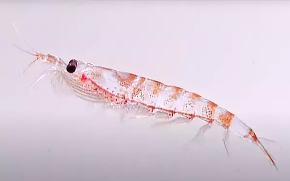 オメガ3サプリメント「くじらさんのクリルオイル」に、持続可能な漁業で獲られた水産物の証「MSC認証ラベル」を先駆けて付与