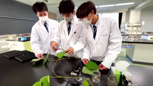 未利用の葛の葉と花で作る色が変化するハーブティー「葛青茶」を3/1に新発売！