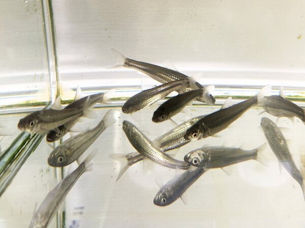 モルト粕が資源に変わる！アグリ王と横浜ビール、廃棄物削減と持続可能な養殖実現に向けた実証実験を開始