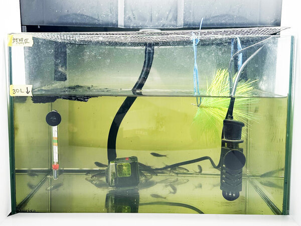 モルト粕が資源に変わる！アグリ王と横浜ビール、廃棄物削減と持続可能な養殖実現に向けた実証実験を開始