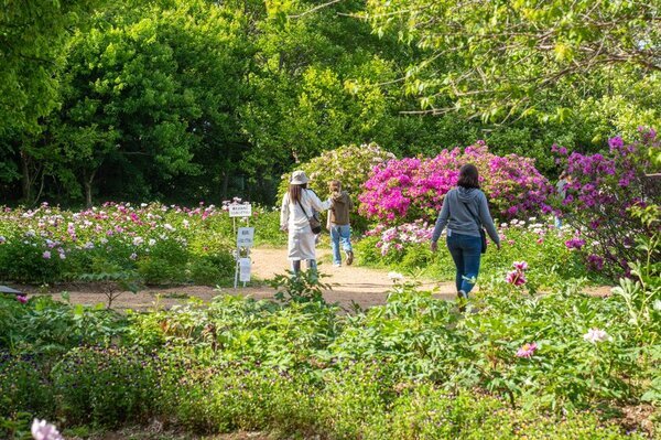 2025年度は47日間の開園「つくば牡丹園」「PEONY GARDEN(ピオニーガーデン) 2025」4月9日(水)～5月25日(日)