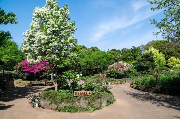 2025年度は47日間の開園「つくば牡丹園」「PEONY GARDEN(ピオニーガーデン) 2025」4月9日(水)～5月25日(日)