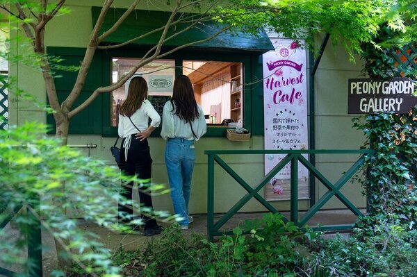 2025年度は47日間の開園「つくば牡丹園」「PEONY GARDEN(ピオニーガーデン) 2025」4月9日(水)～5月25日(日)