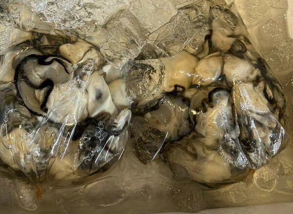 一関工業高等専門学校・世嬉の一酒造株式会社(いわて蔵ビール)、ノンアルコール牡蠣ビールの販売に向けて邁進中