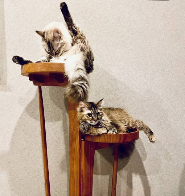 オンラインショップをリニューアル！職人が手がけた「シャンパン猫タワー」と「3ステップ猫タワー」も新登場