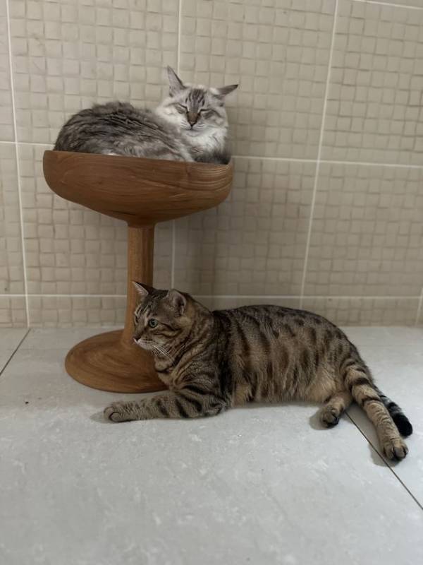 オンラインショップをリニューアル！職人が手がけた「シャンパン猫タワー」と「3ステップ猫タワー」も新登場