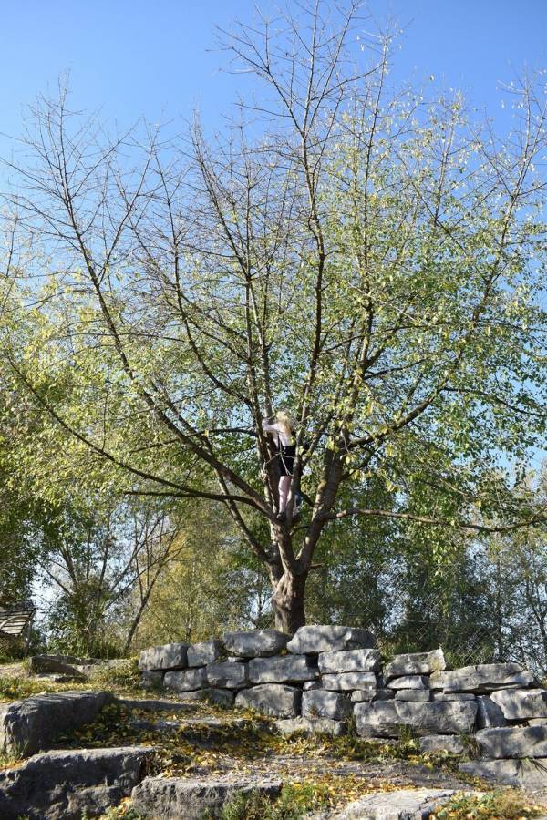 ドイツの持続可能な社会づくりを学ぶツアーを2025年6月に開催！5泊7日間　園庭ビオトープ、国際空港など8か所を訪問【募集締切 3月10日まで】