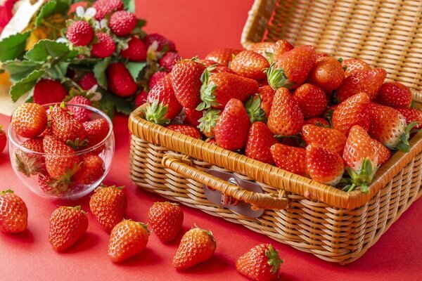 いちご専門店の道の駅 大人気の「静岡いちごの食べ放題」が帰ってきた！いちごの品種を食べ比べできるスイーツプレートや自分で仕上げる新感覚ショートケーキも春季限定登場！！