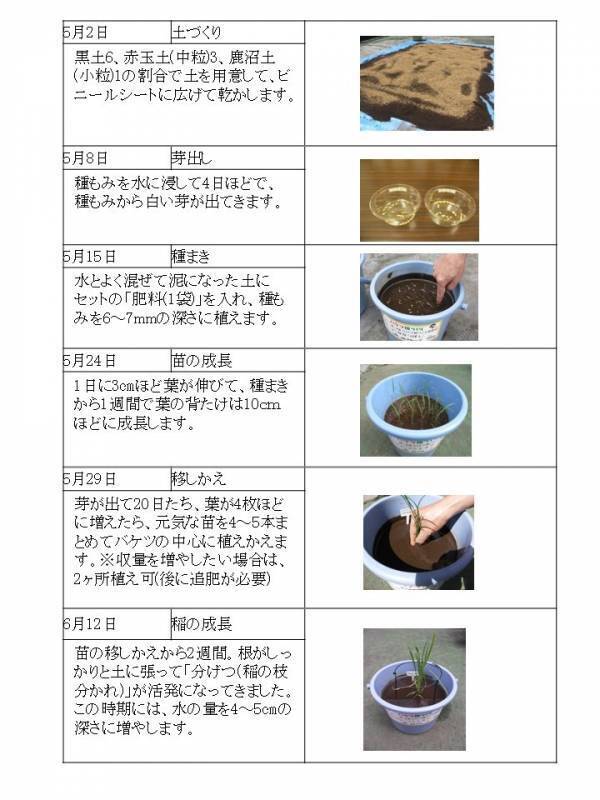 SNSでも話題！ ベランダや庭先で手軽にお米づくりができる！「バケツ稲づくり」～令和７年３月３日(月)から個人申し込み受付開始～