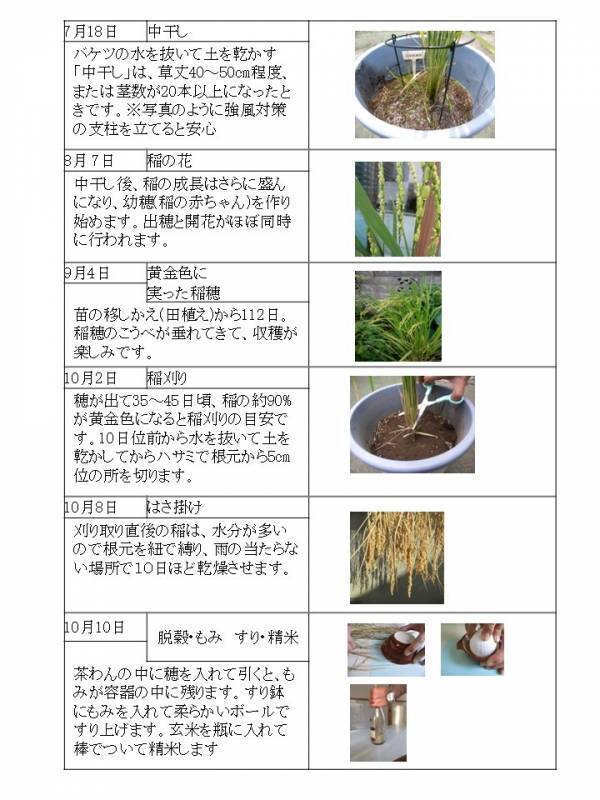 SNSでも話題！ ベランダや庭先で手軽にお米づくりができる！「バケツ稲づくり」～令和７年３月３日(月)から個人申し込み受付開始～
