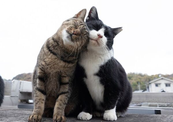 飛び猫10周年記念！猫写真の展示や新作・人気の猫グッズが集合　期間限定「飛び猫商店」を東京・埼玉・神奈川で順次開催