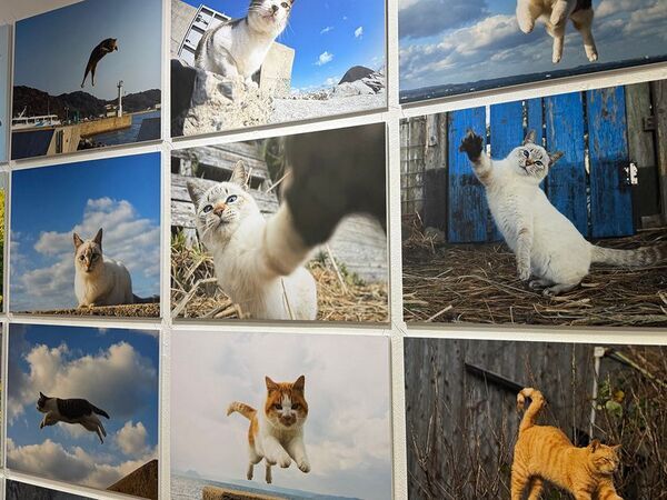 飛び猫10周年記念！猫写真の展示や新作・人気の猫グッズが集合　期間限定「飛び猫商店」を東京・埼玉・神奈川で順次開催
