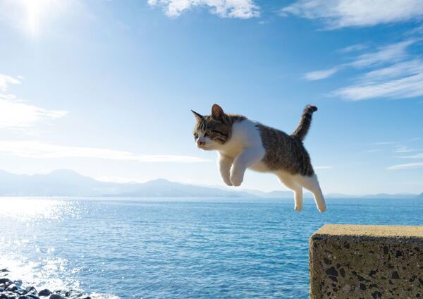 飛び猫10周年記念！猫写真の展示や新作・人気の猫グッズが集合　期間限定「飛び猫商店」を東京・埼玉・神奈川で順次開催