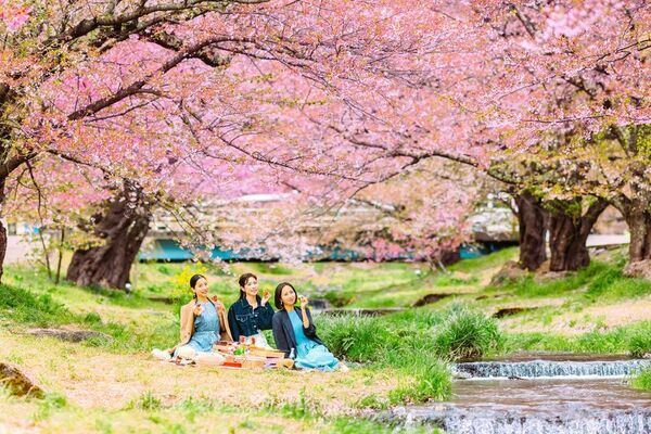 東北の春を満喫！福島の景勝地「観音寺川の桜並木」を満喫するお花見プランをホテルリステル猪苗代がご提案！